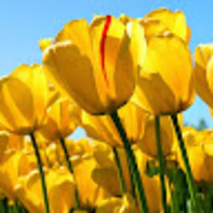 Meet your Posher, April